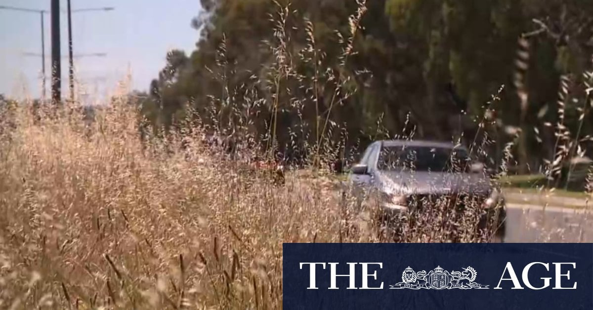 Residents demand action as median strips become overgrown on Melbourne road