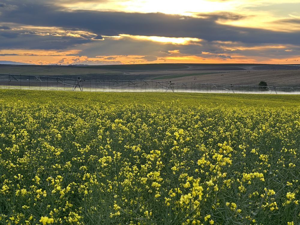 Rubisco Seeds: North American Record-Breaking Canola in Washington State: 340 US Gallons of Oil Per Acre