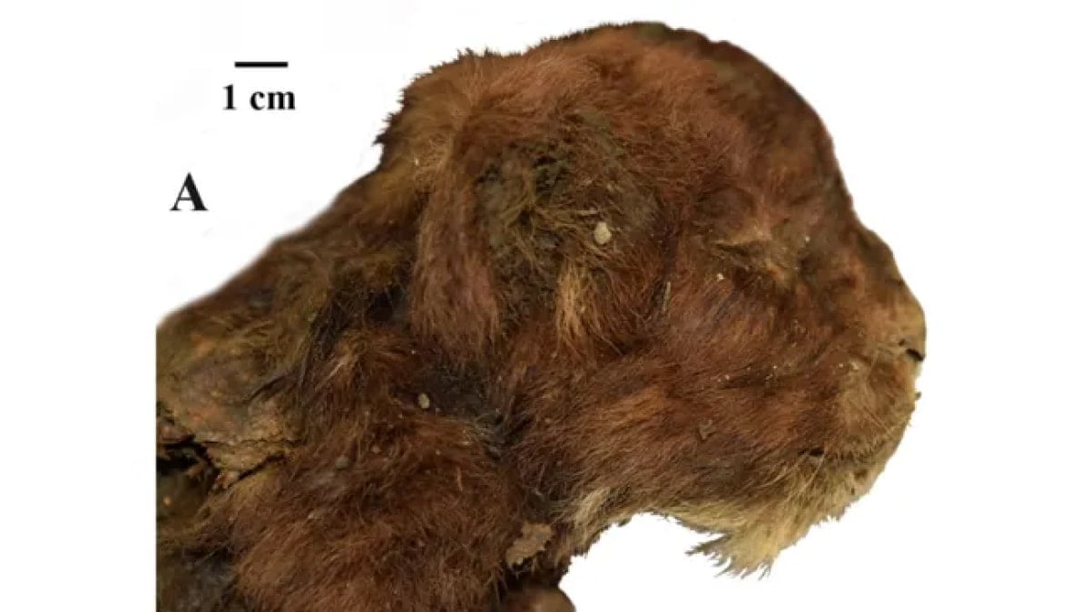 Saber-Toothed Kitten Preserved for 37,000 Years Found in Siberian Ice