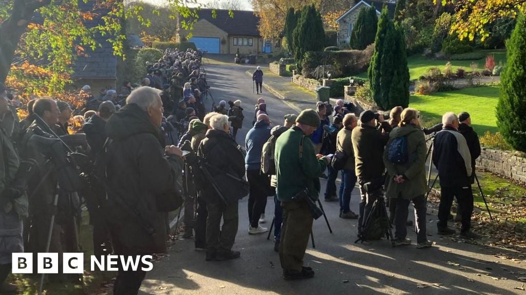 Scarlet tanager: Crowds flock to Halifax to spot rare bird