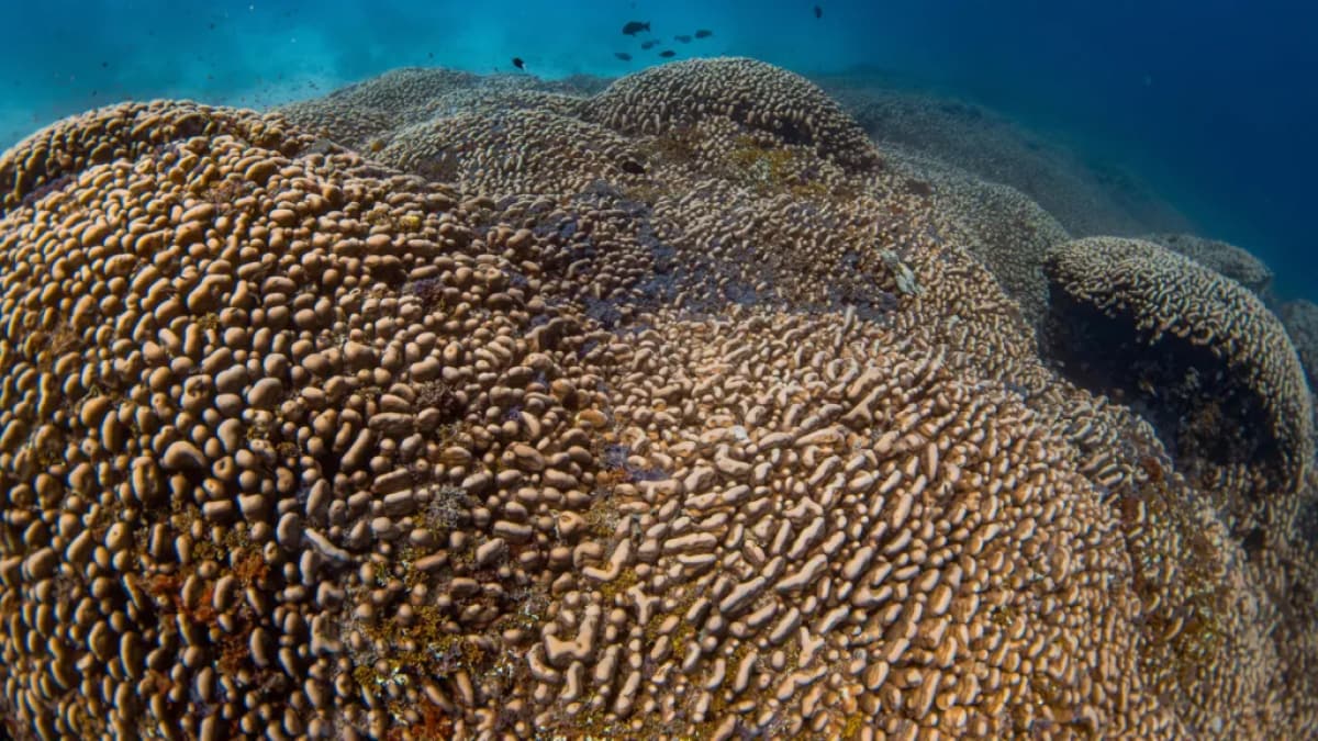 Scientists Discover World's Largest Coral Discovered in Solomon Islands