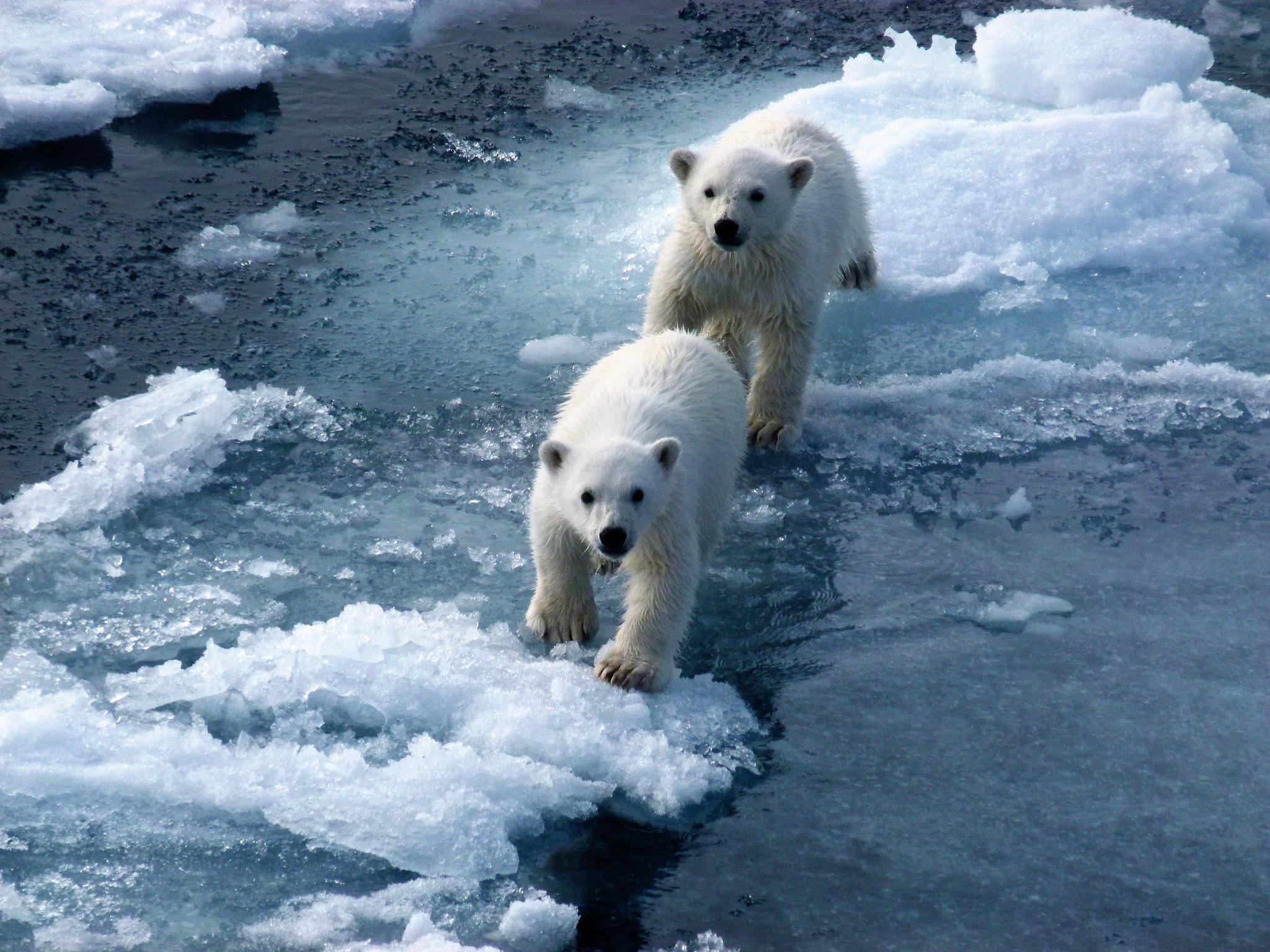 Seabourn Polar Bear Expedition Deal: 20% Off, Plus $500 Onboard Credit