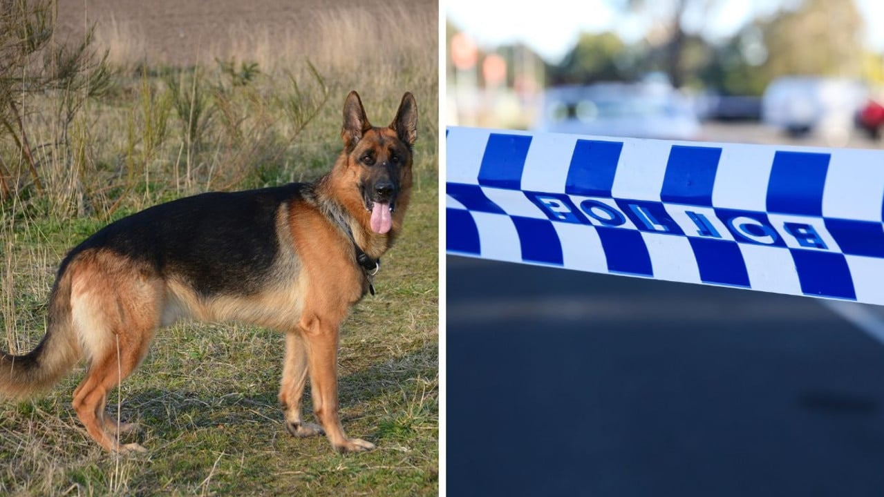 Shock as two police dogs found dead