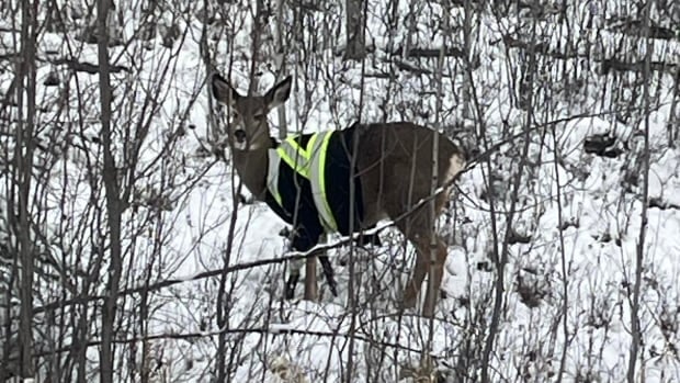 Sightings of deer wearing high-vis jacket raise questions, quips and concerns in B.C. village