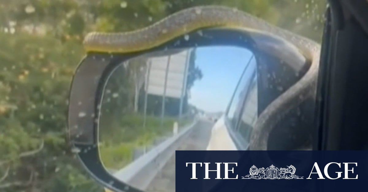 Snake crawls over windscreen of moving car