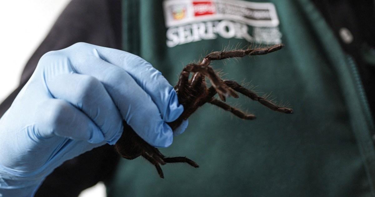 Spider smuggler arrested after police found 300 tarantulas strapped to his body