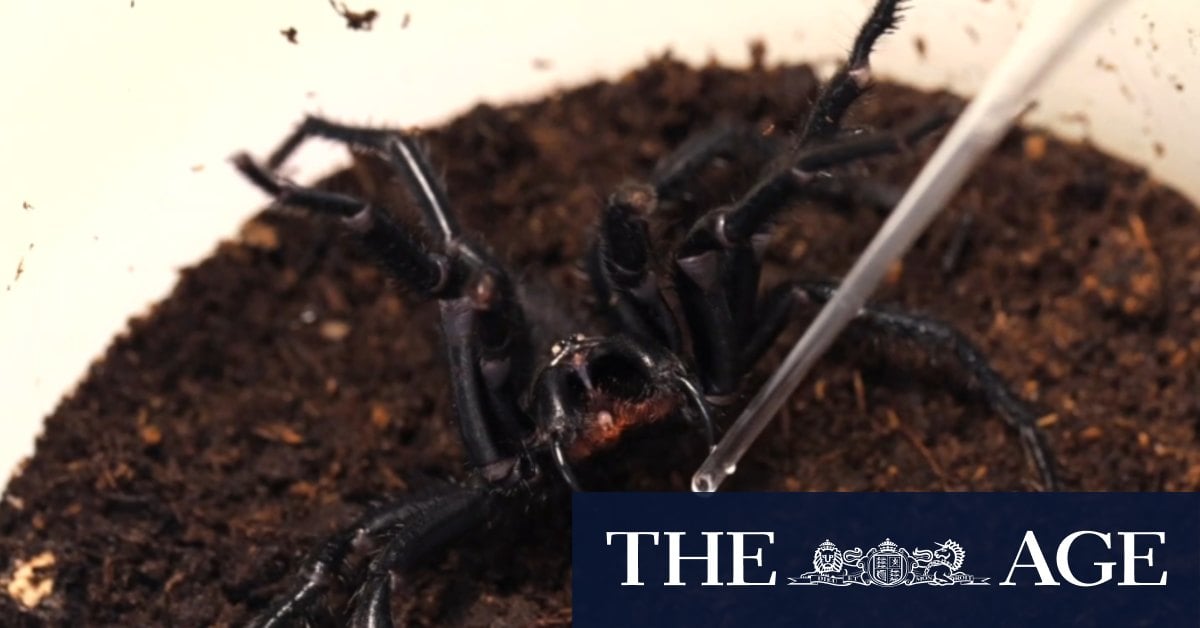 Sydneysiders warned that funnel-web spiders are bound to pop up