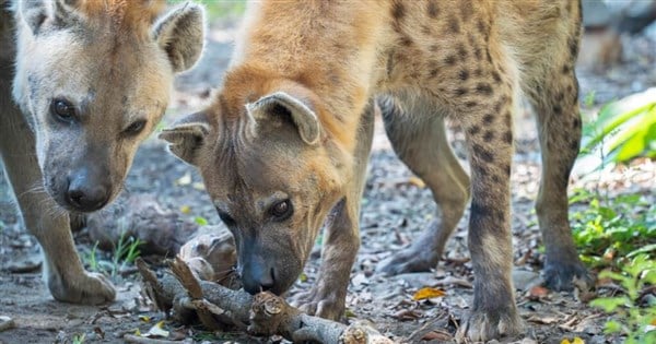 Taipei Zoo to sue man who climbed over railing to tease, feed hyenas