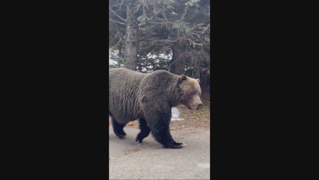 The Boss, Banff's biggest grizzly, visits Bow Valley backyard for crab apples