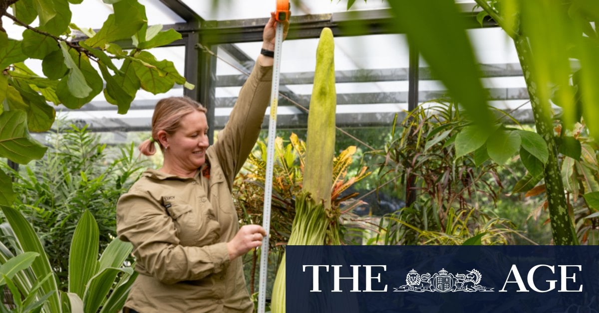 This flower smells like death and blooms every 10 years. Watch it live here