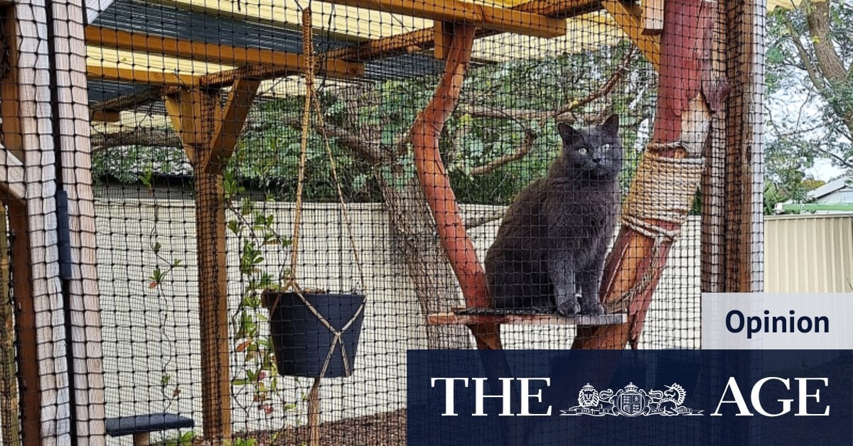 To catio or not to catio? Perth cat owners, there is no question