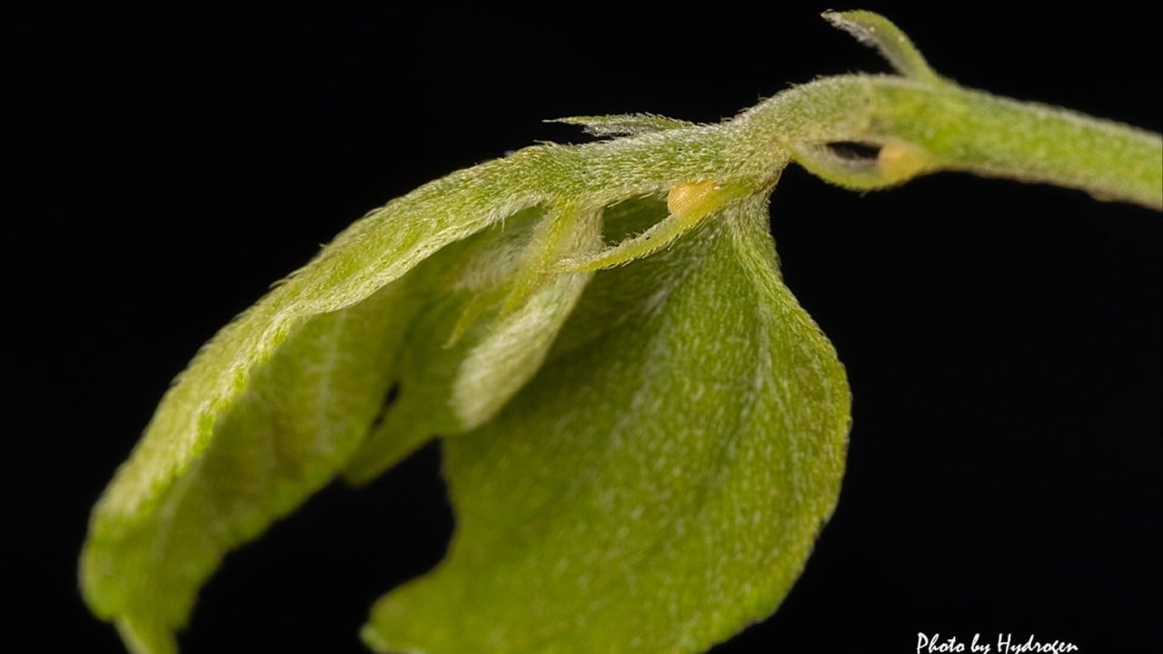 Traces of rare butterfly species found in Hong Kong for first time in 13 years