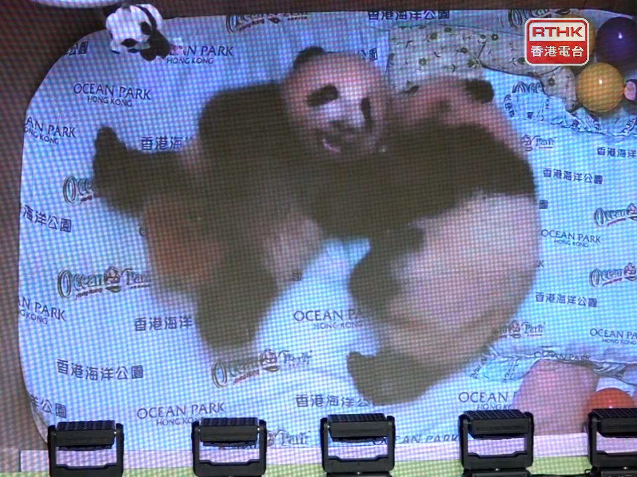 Twin panda cubs celebrate 100 days