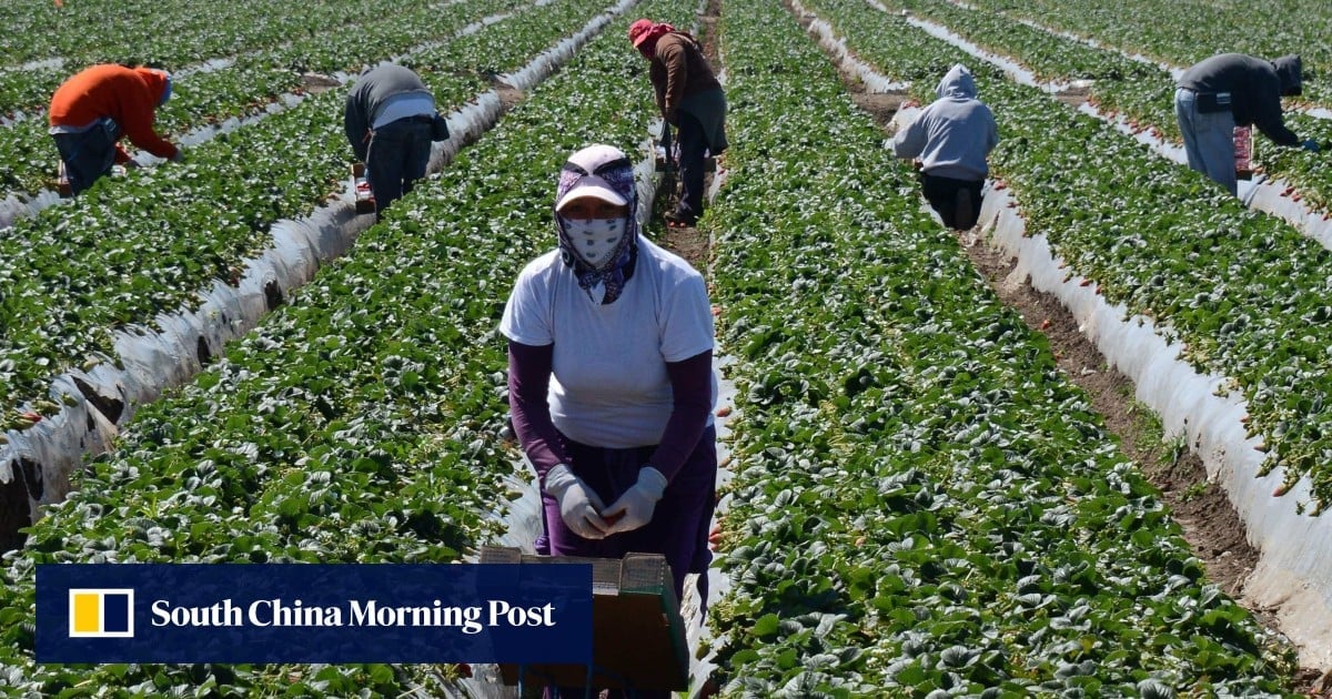 US farm groups urge Trump to spare workers from deportation fearing food supply disruption