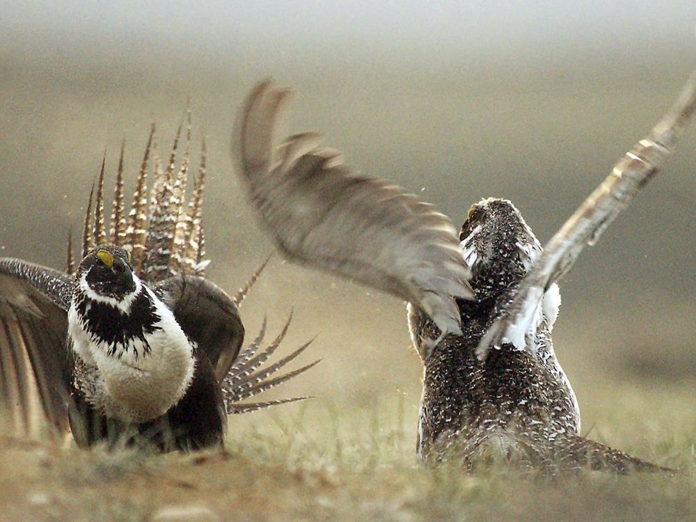 US to tighten restrictions on energy development to protect struggling sage grouse