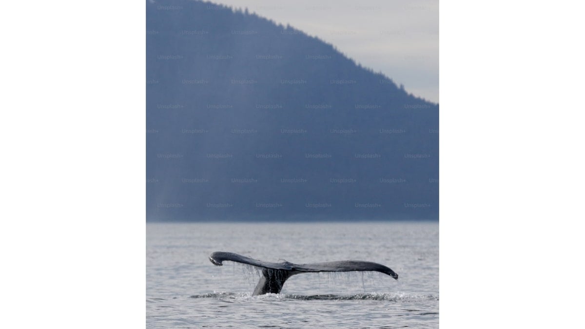 World's Largest Ocean Predator-Prey Marine Event Captured Off Norway's Coast