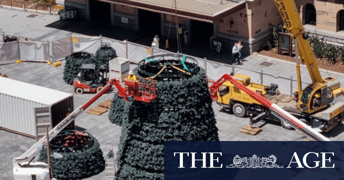 Yule look up: Six-tonne tree will twinkle to voice of celebrity singer