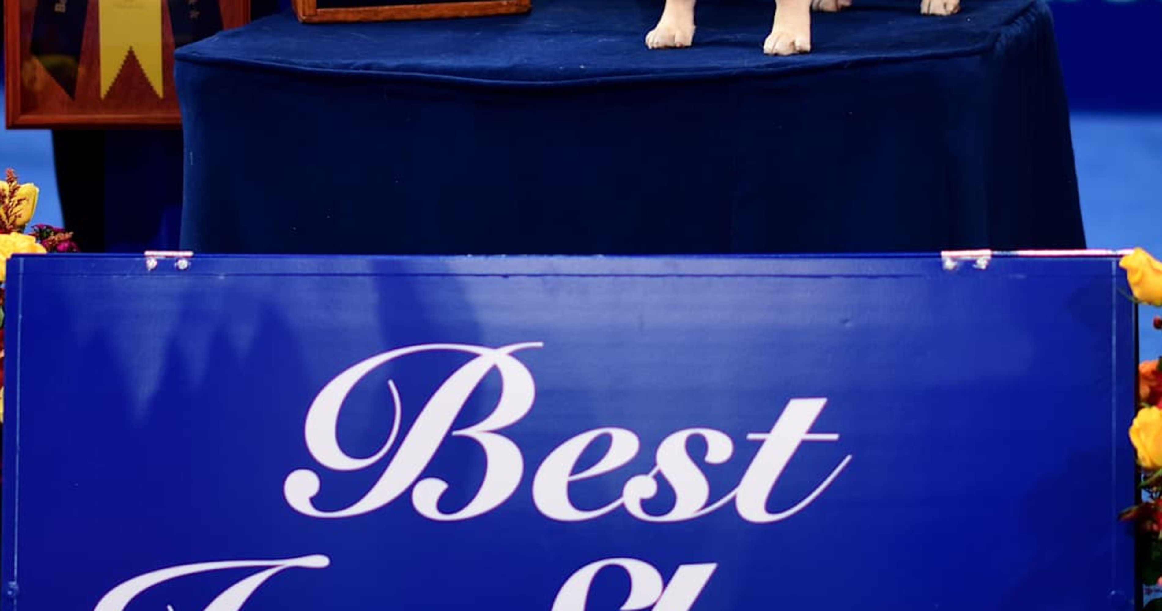 National Dog Show 2024 Results: Best in Show and List of Winners