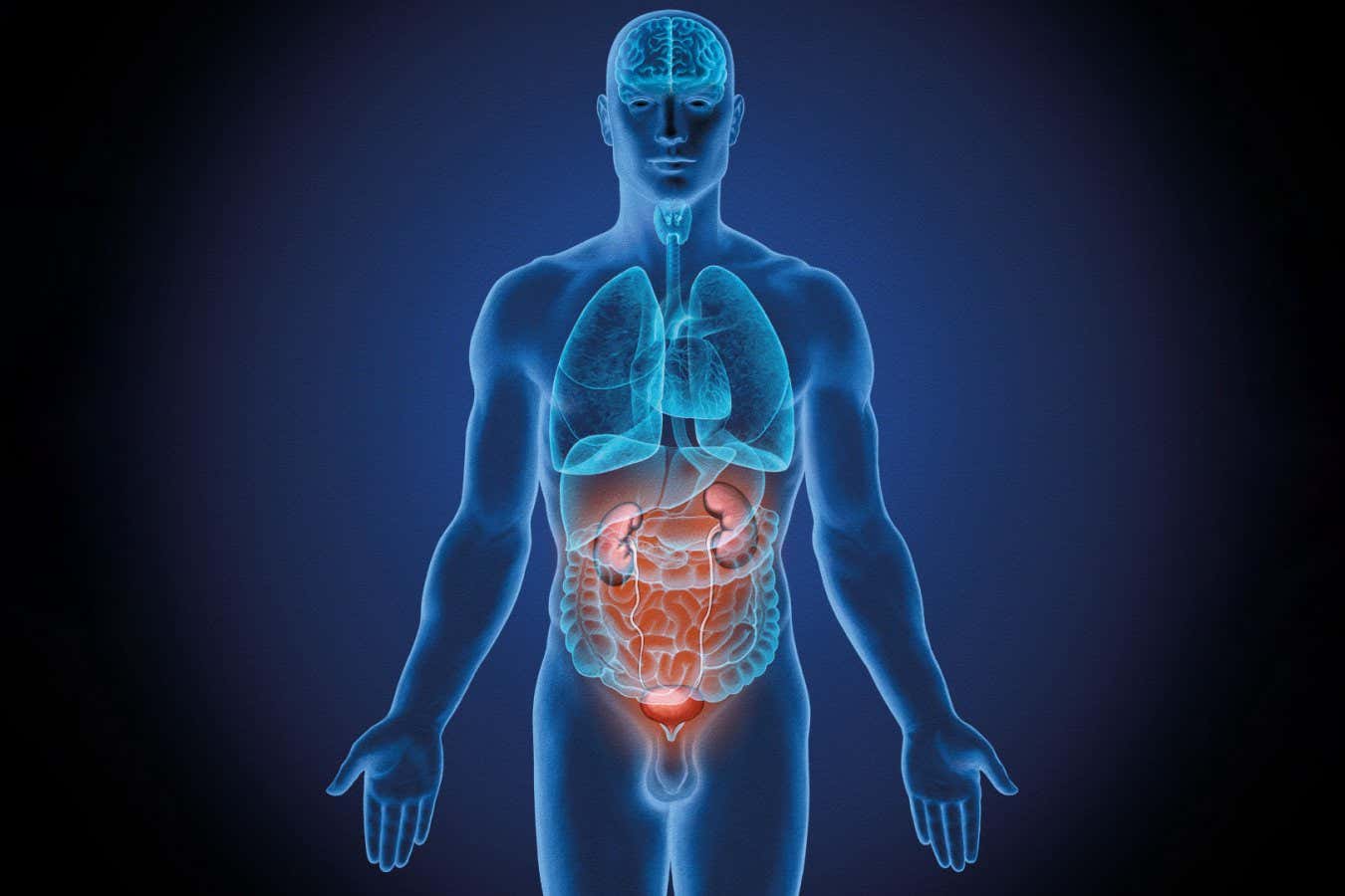 Most comprehensive picture yet of how organs age at different rates