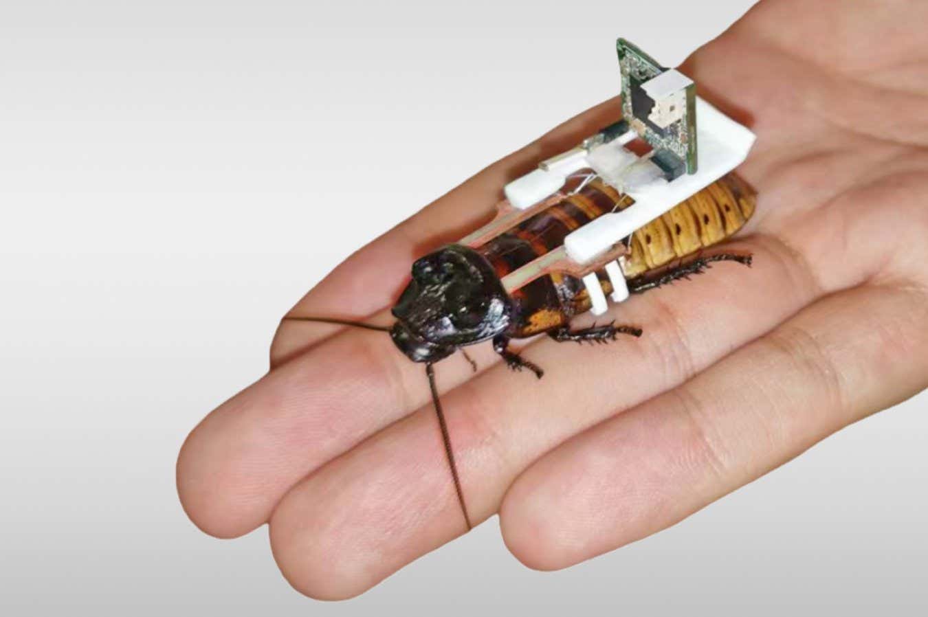 Swarms of cyborg cockroaches could be manufactured by robots