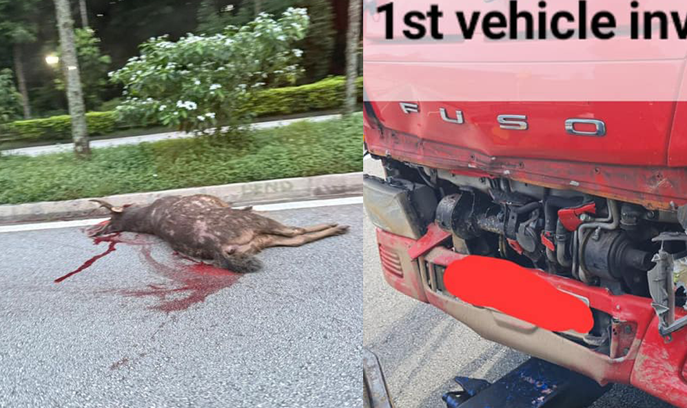 Sambar deer killed in Mandai Road accident involving truck and motorbike