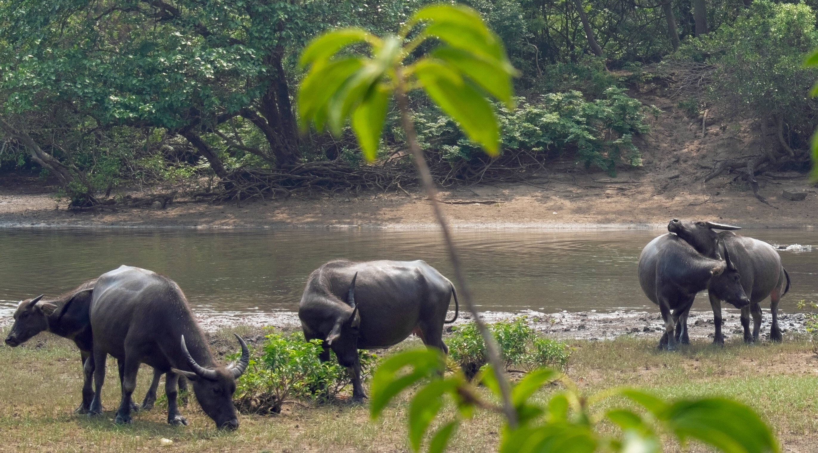 Feral female buffalo build friendships based on similar personality traits, study reveals