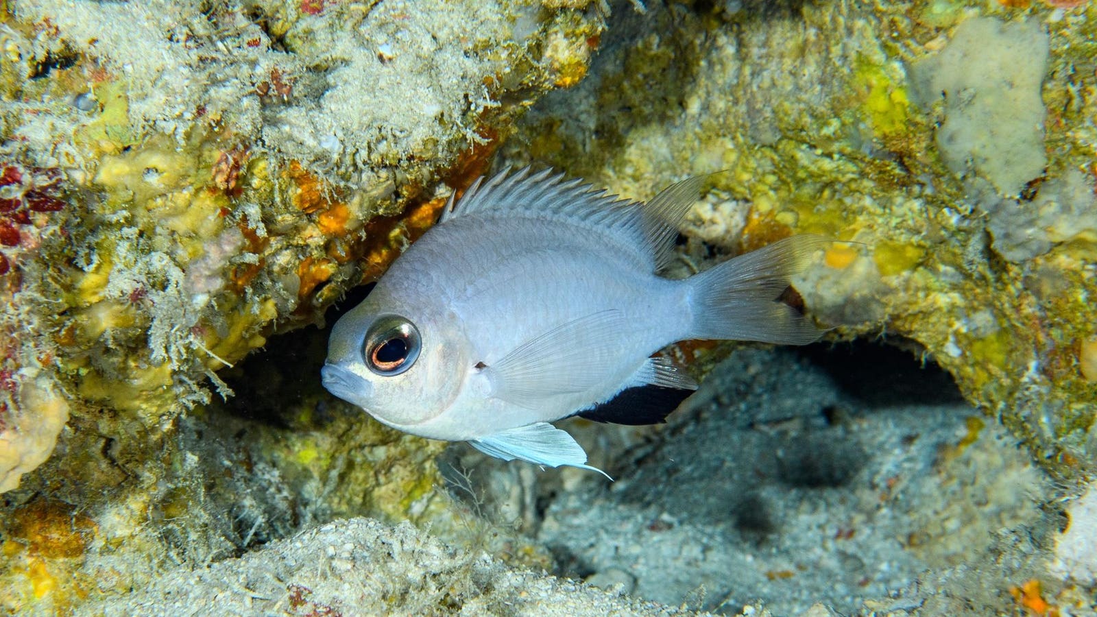 Pearlescent Blue Damselfish Just Discovered In The Maldives