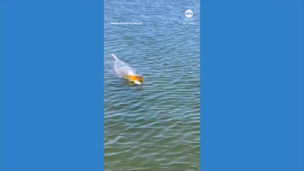 WATCH: Dolphin balances beer bottle on its beak