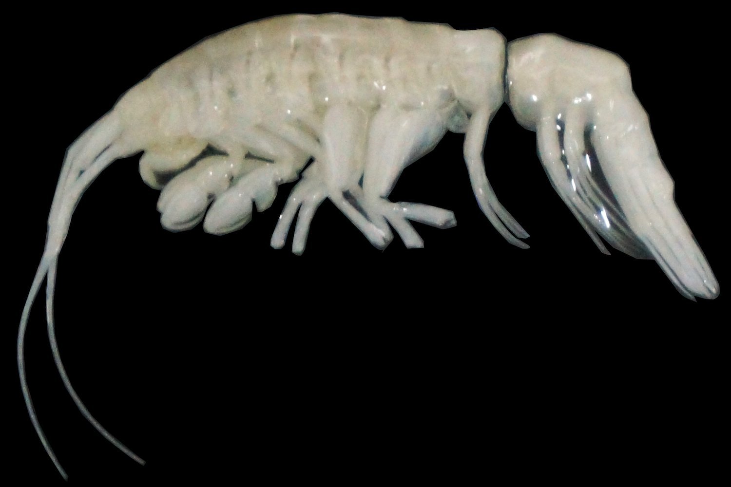 Killer Ghost Shrimp: Scientists Discover a New Predator Lurking in the Atacama Trench