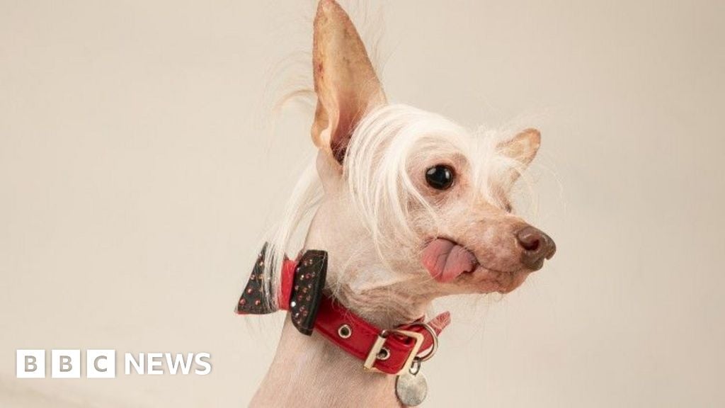 'Wonky' pooch wins Britain's ugliest dog title