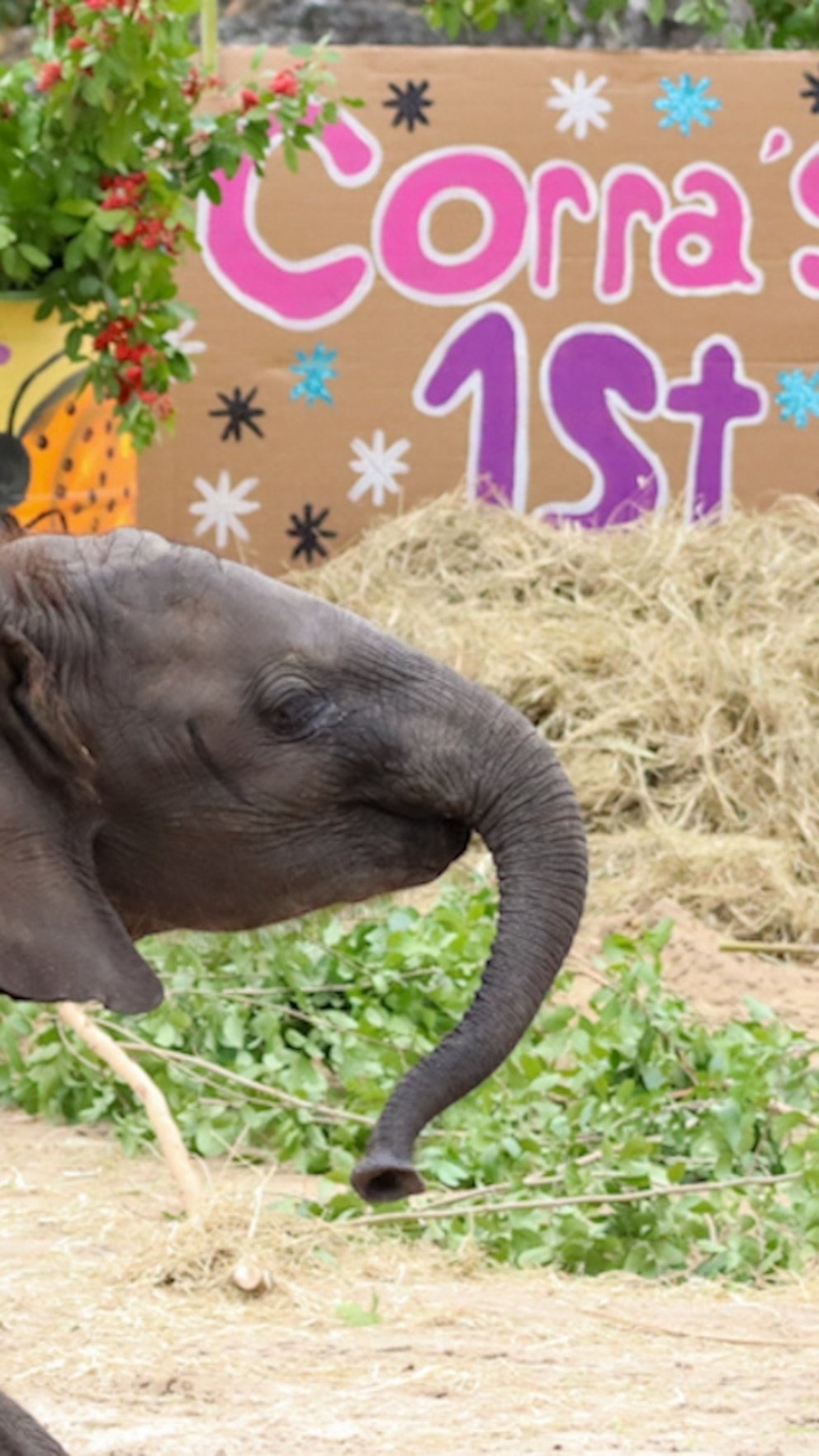 WATCH: Watch Disney's baby elephant celebrate her 1st birthday