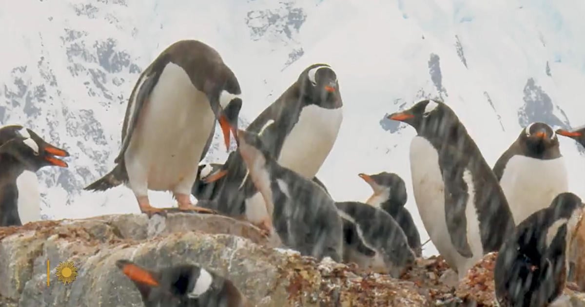 Nature: Penguins in Antarctica