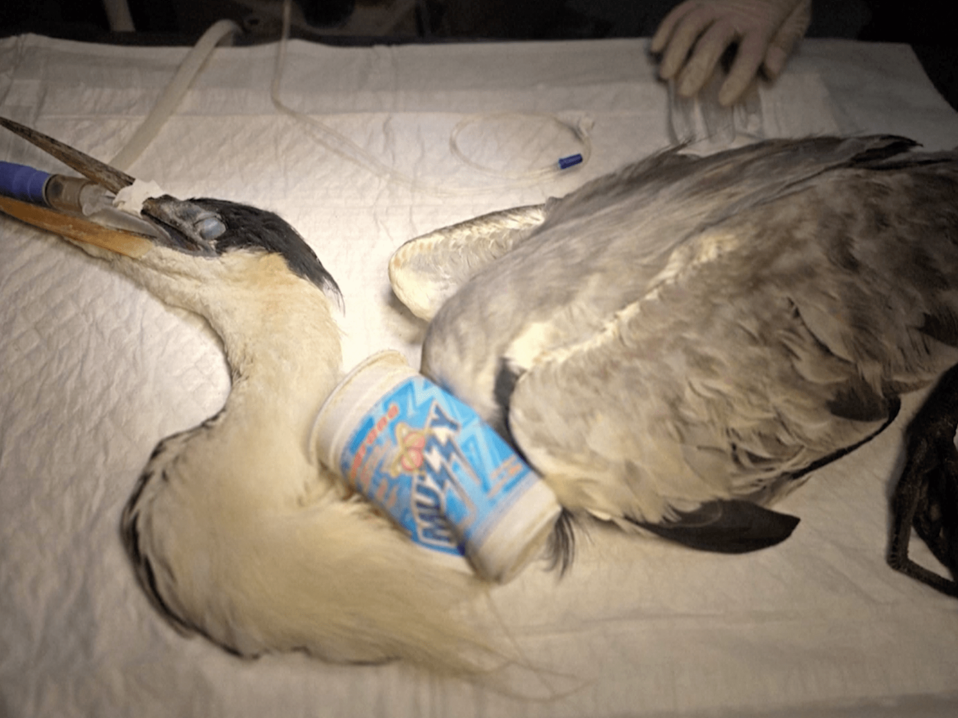 Choking heron released after veterinary operation to remove cup