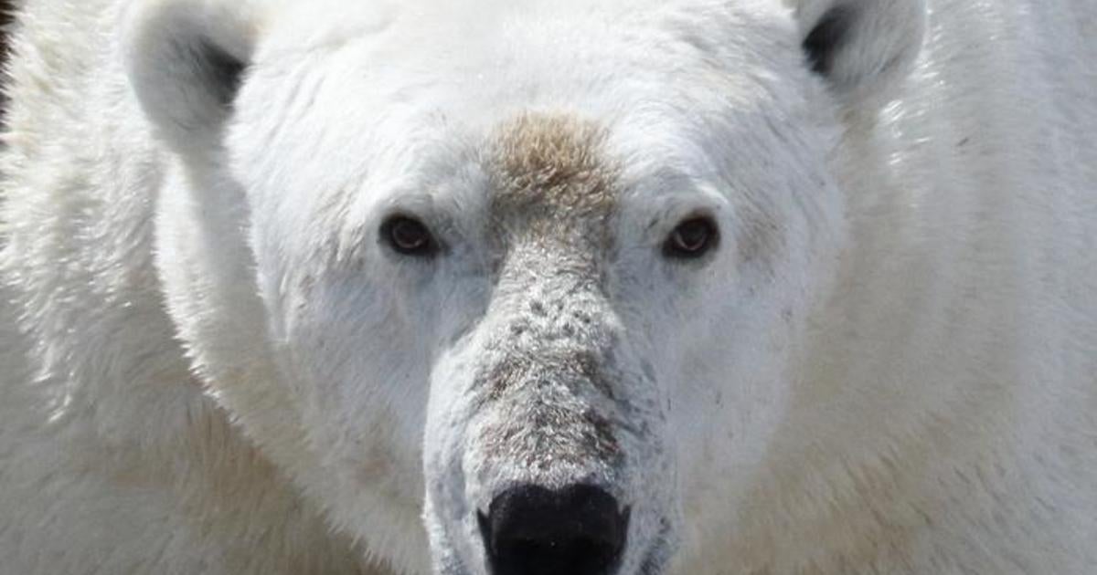 Man severely injured protecting wife from polar bear attack