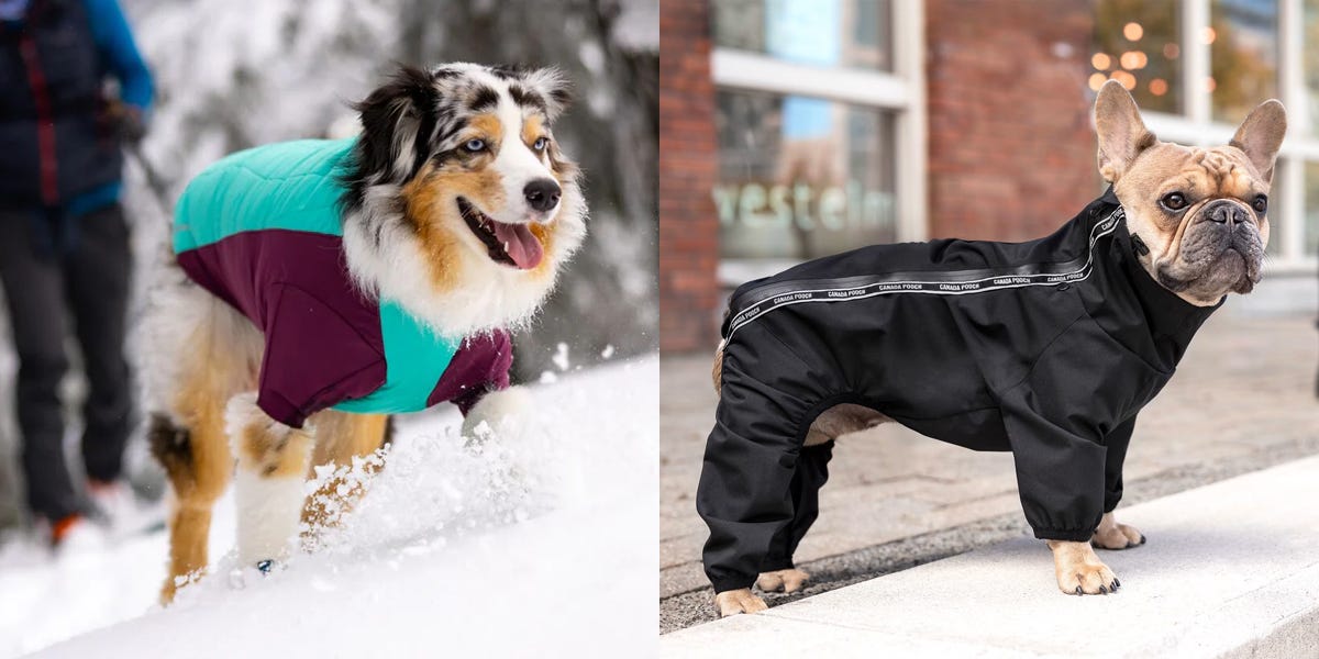 The 5 best winter dog coats in 2024