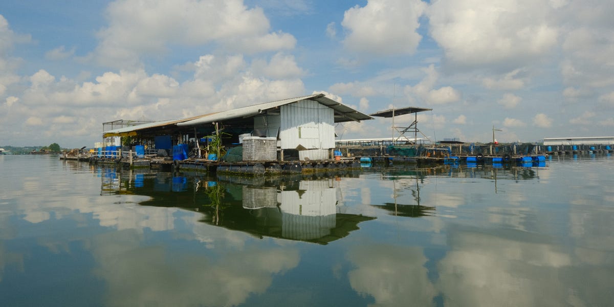 Singapore's traditional floating fish farms are disappearing. Meet the farmers battling costs and climate to keep the trade alive.