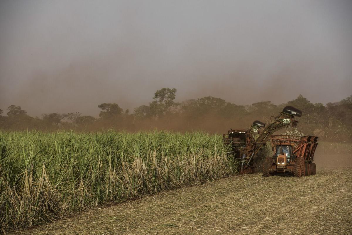 ICE Move to Limit Gene-Edited Sugar in US May Hurt Brazil Flows