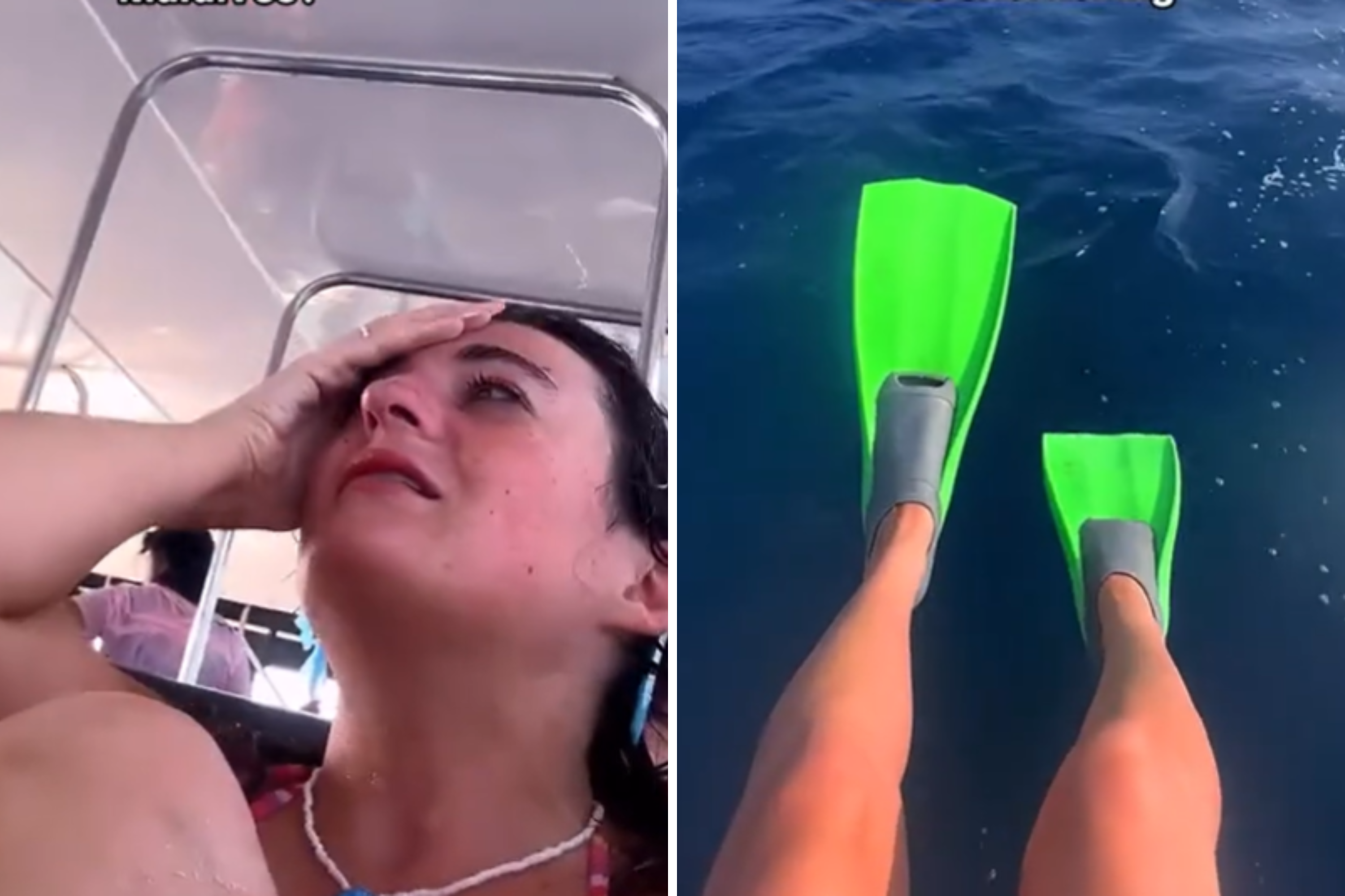 Snorkeler Channels Steve Irwin in Dream Encounter With Ocean Creatures