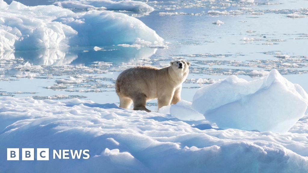 Canada man jumps on polar bear to defend wife from attack...