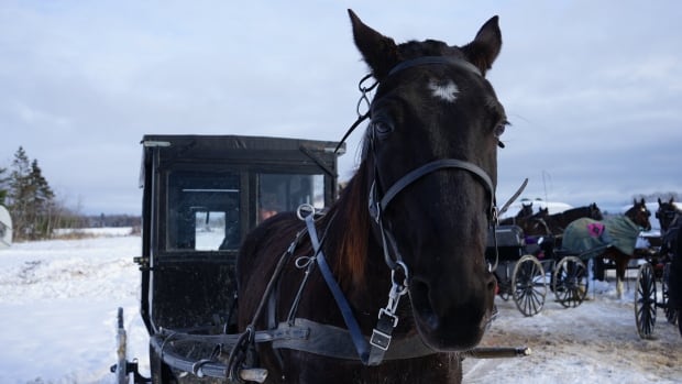 Mennonites in northeastern Ontario explore ways to make roads safer after horse and buggy tragedies