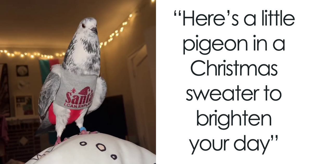 Woman Shares How Cute Her Pet Pigeon Looks In His Christmas Sweater, And People Online Fall In Love