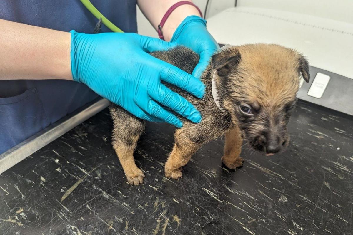 Ban for dog owner after puppies found in squalor