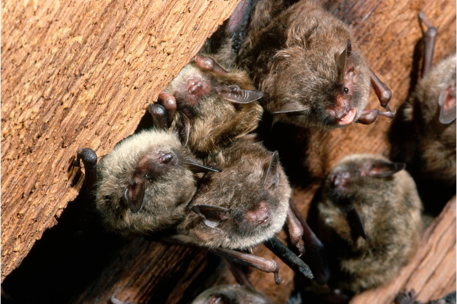 California Teacher Dies From Rare Rabies Infection After Bat Encounter in Classroom