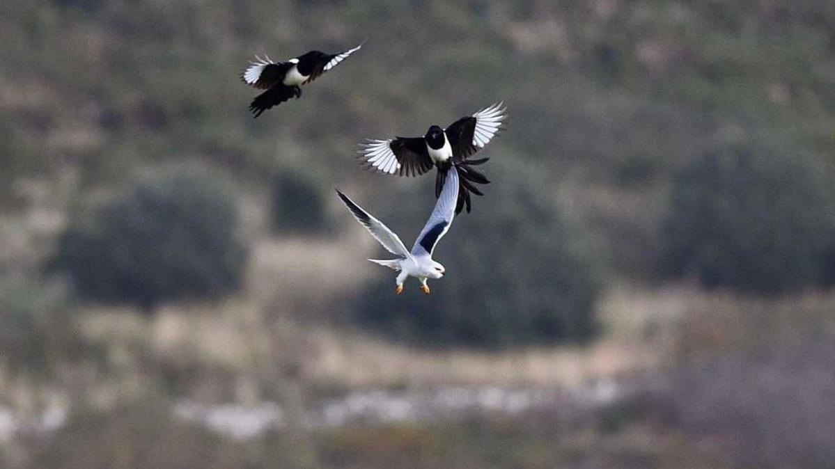 Rare black-winged kite spotted in Jersey