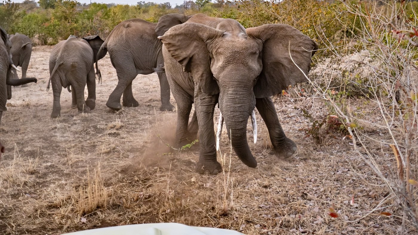 PHOTOS: Take a ride with the Elephant Response Team. And be careful!