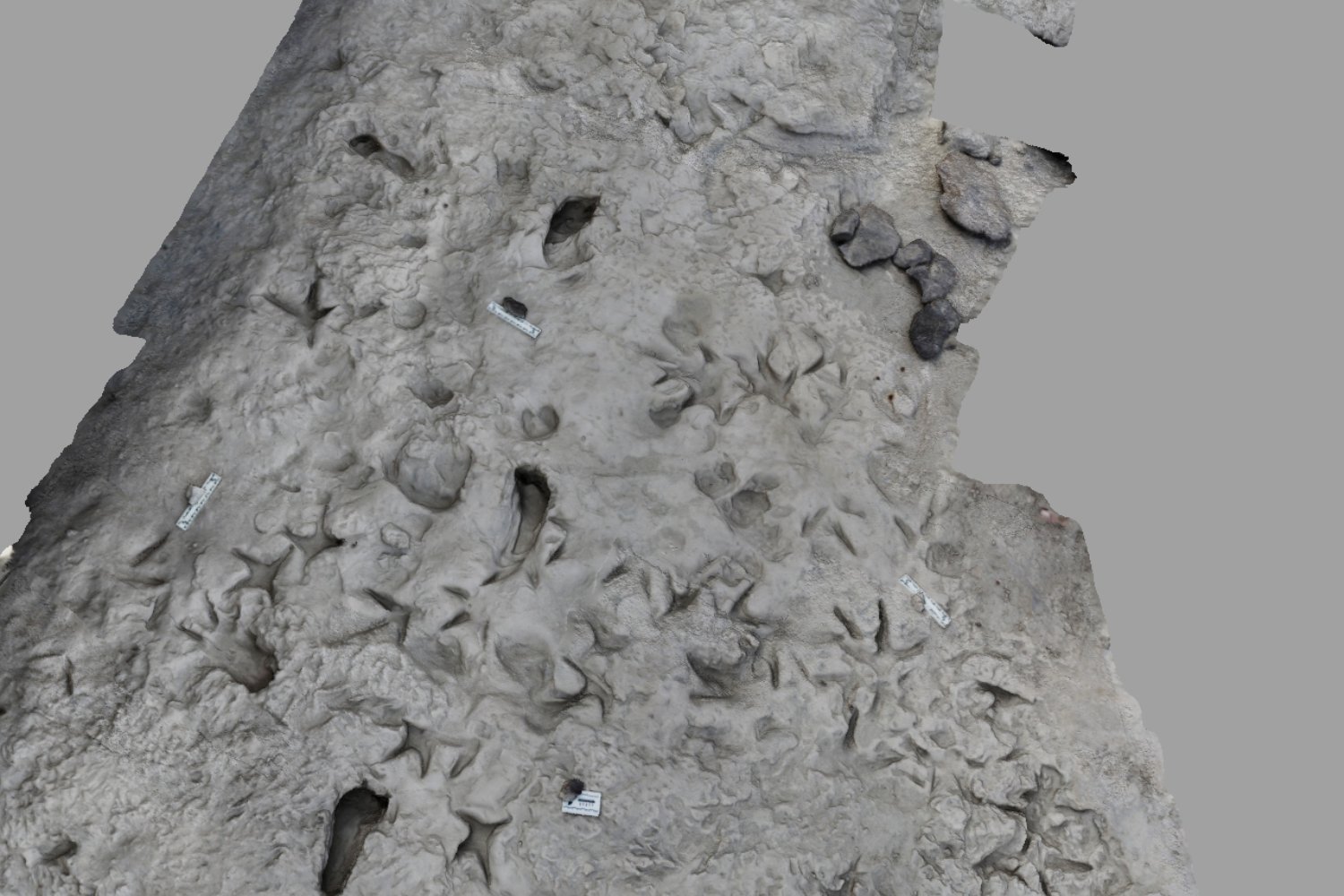 Remarkable Fossil Footprints Show Two Hominin Species Coexisting 1.5 Million Years Ago