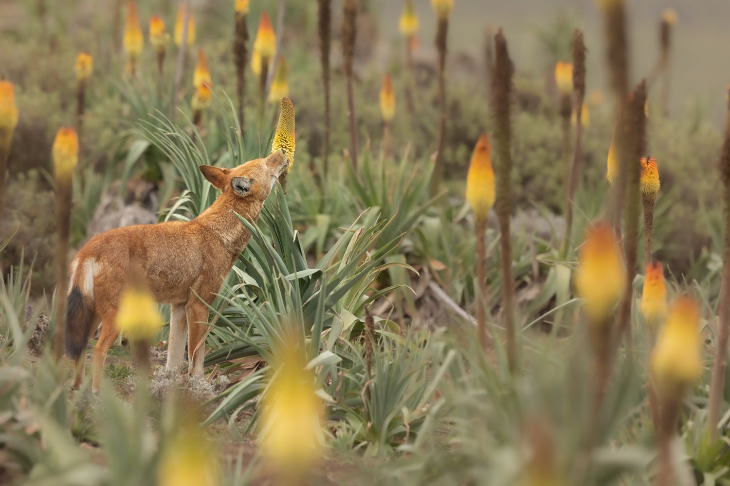 Scientists Say Nectar-Licking Wolves Are First-Known Predator Pollinators