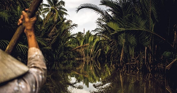 Menaces sur le riz vietnamien