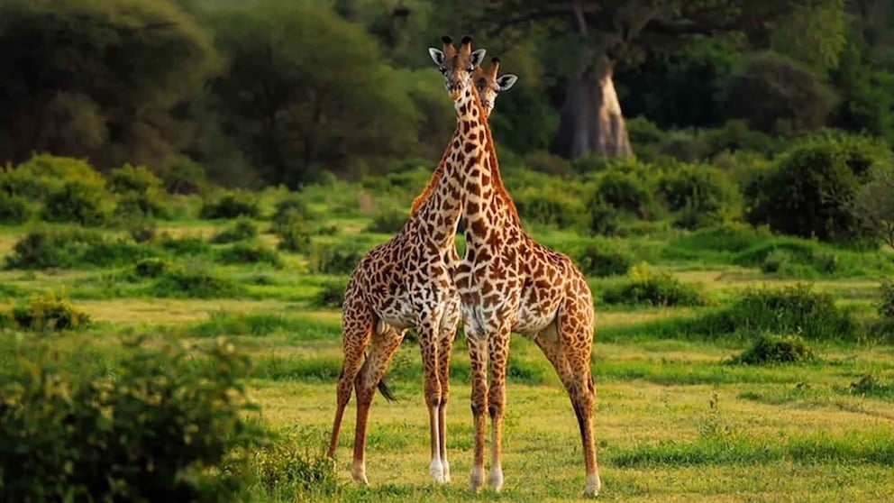 WATCH: Giraffes need endangered species protection for the first time, US officials say