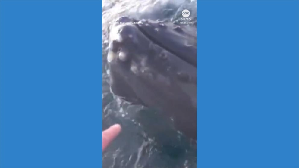 WATCH: Curious humpback whale circles boaters in Norway